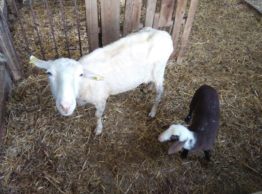 Agriturismo Za Beata Panzió Penna Sant'Andrea Kültér fotó